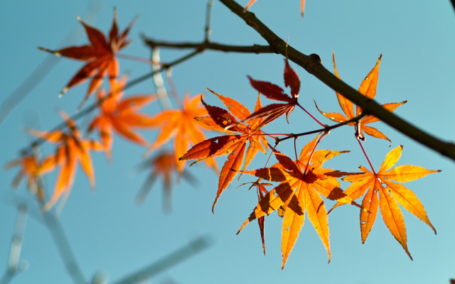 Orange leaves blue sky branch free wallpaper for desktop - medium preview image