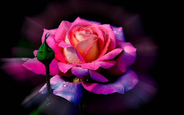 Pink rose water droplets stem free wallpaper for desktop - medium preview image