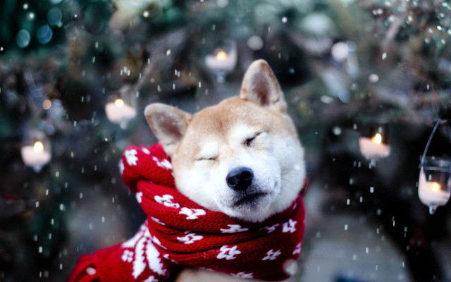 Dog scarf candlelight snow falling free wallpaper for desktop - medium preview image