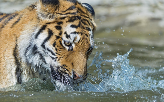 Tiger playing water fish mouth free wallpaper for desktop - medium preview image