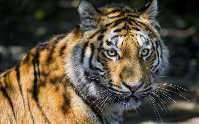 Tiger eyes blurry background wildlife free wallpaper for desktop - medium preview image