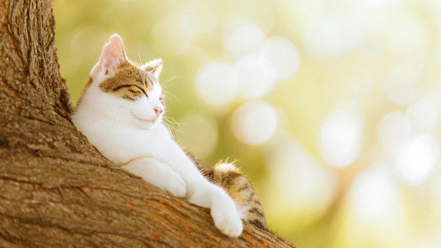 Cat sitting tree smiling outdoors free wallpaper for desktop - medium preview image