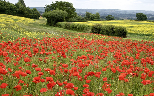 Red flower field hill trees #2 free wallpaper for desktop - medium preview image