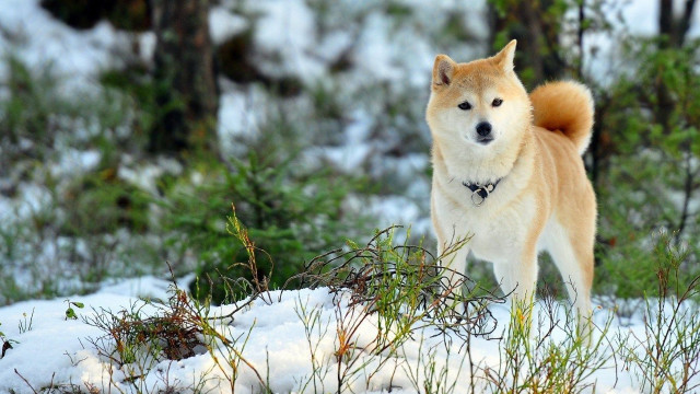Dog snow forest trees shibainu free wallpaper for desktop - medium preview image