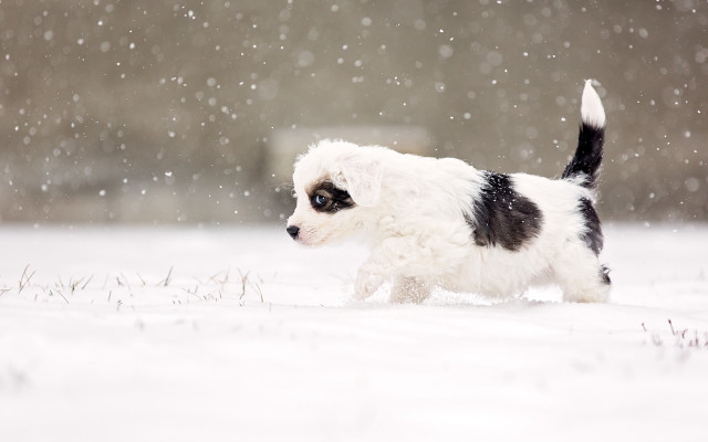 White dog snow falling impressionism free wallpaper for desktop - medium preview image