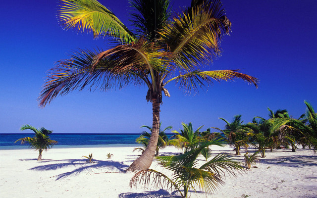 Palm tree beach blue sky #9 free wallpaper for desktop - medium preview image