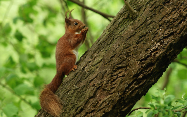 Squirrel tree limb looking up free wallpaper for desktop - medium preview image