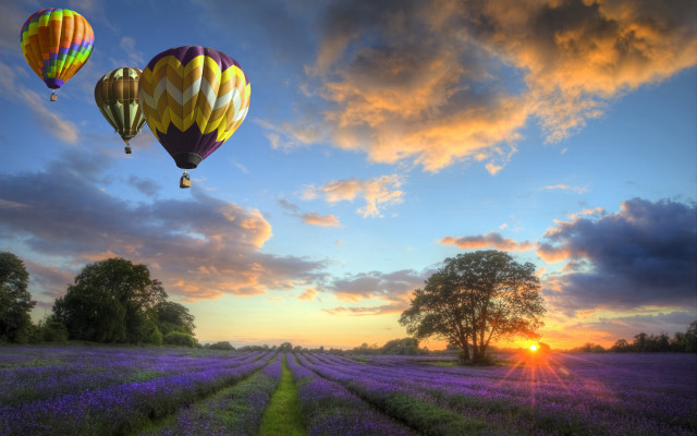 Sunset hotairballoons field tree mountain free wallpaper for desktop - medium preview image