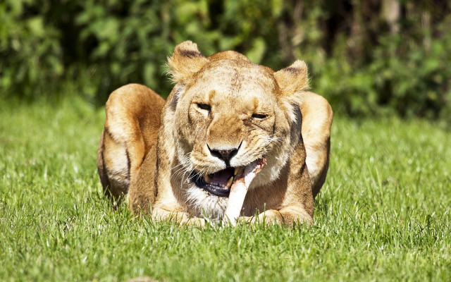 Lion grass laying open mouth free wallpaper for desktop - medium preview image