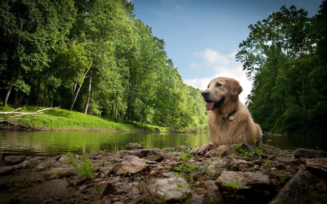 Dog rocks river trees clouds free wallpaper for desktop - medium preview image