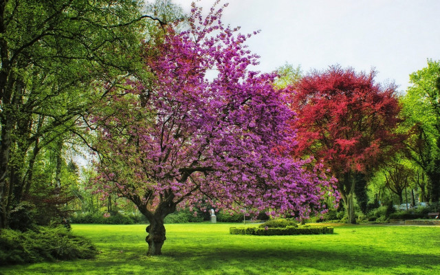Purple flower tree park bushes free wallpaper for desktop - medium preview image