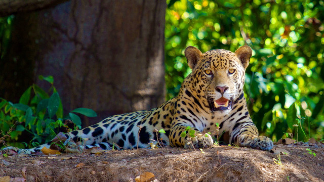 Leopard shade tree open mouth free wallpaper for desktop - medium preview image