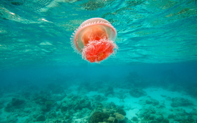 Jellyfish red head tail underwater free wallpaper for desktop - medium preview image