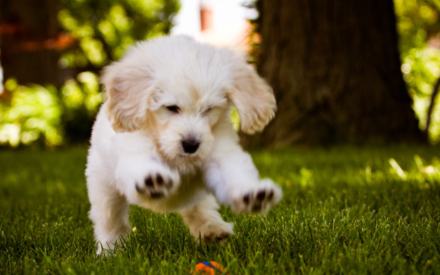 Puppy running grass ball paw free wallpaper for desktop - medium preview image
