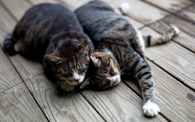 Two cats wooden floor blurry free wallpaper for desktop - medium preview image