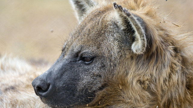 Hyena closeup blurrygrass bushes sharpfocus free wallpaper for desktop - medium preview image