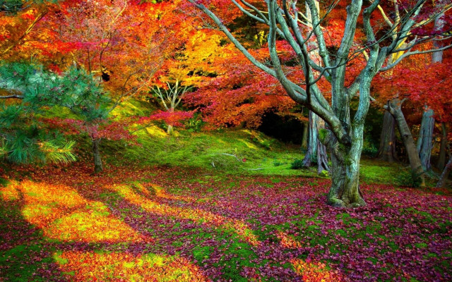 Colorful forest autumn leaves puzzle #2 free wallpaper for desktop - medium preview image