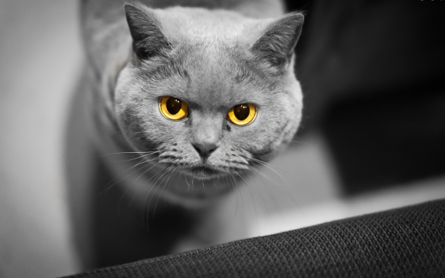 Black cat yellow eyes looking #2 free wallpaper for desktop - medium preview image