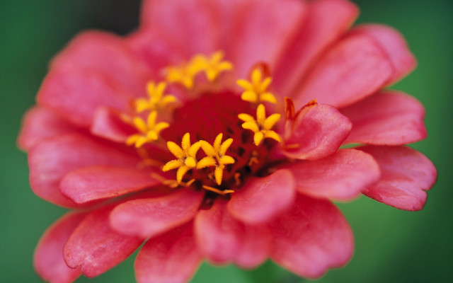 Pink flower yellow stamens macro #11 free wallpaper for desktop - medium preview image