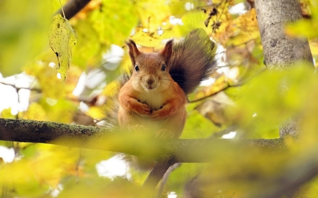 Squirrel autumn 3d puzzle animals free wallpaper for desktop - medium preview image