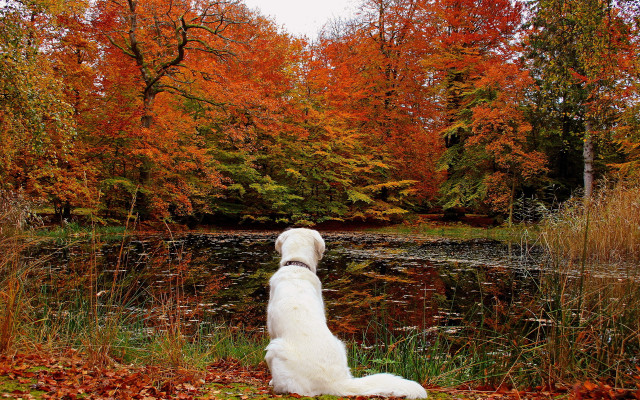 Dog pond fall woods leaves free wallpaper for desktop - medium preview image