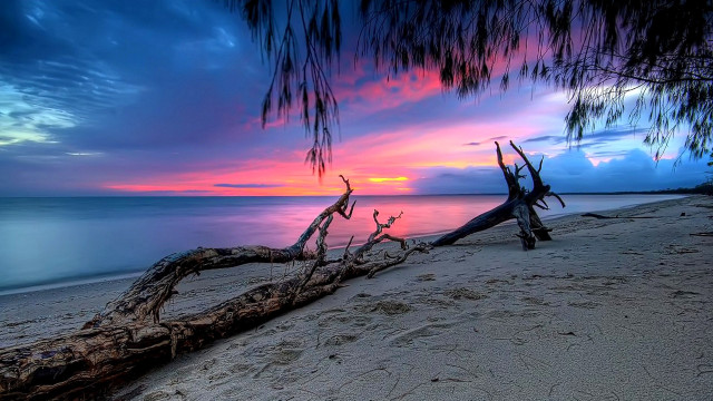 Tree branch beach sunset mystical free wallpaper for desktop - medium preview image
