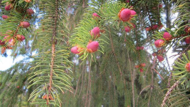 Red fruit tree bush flower free wallpaper for desktop - medium preview image