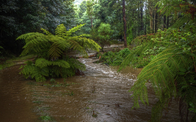 Stream forest rain water trees free wallpaper for desktop - medium preview image