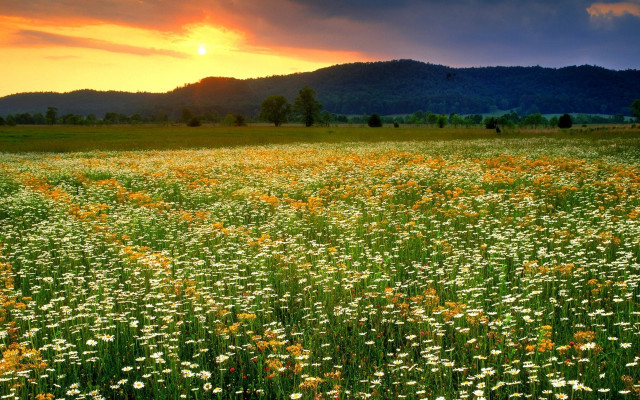 Flower field sunset mountains clouds #2 free wallpaper for desktop - medium preview image