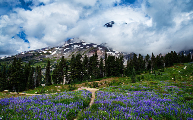 Mountain trail flower field forest free wallpaper for desktop - medium preview image