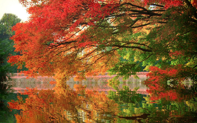 Lake trees autumn leaves forest free wallpaper for desktop - medium preview image