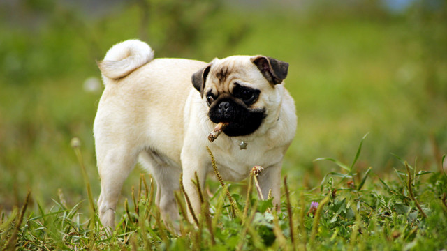 Pug dog field grass stick #2 free wallpaper for desktop - medium preview image