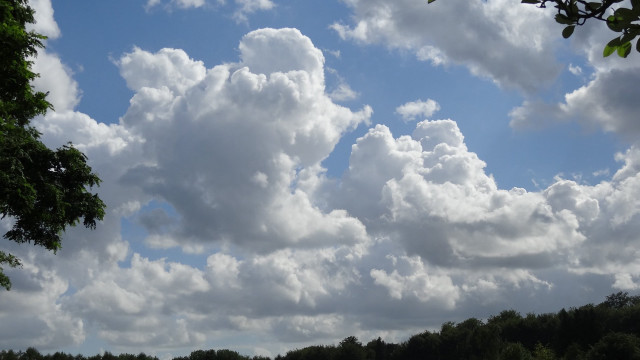 Field trees clouds cows mountain free wallpaper for desktop - medium preview image