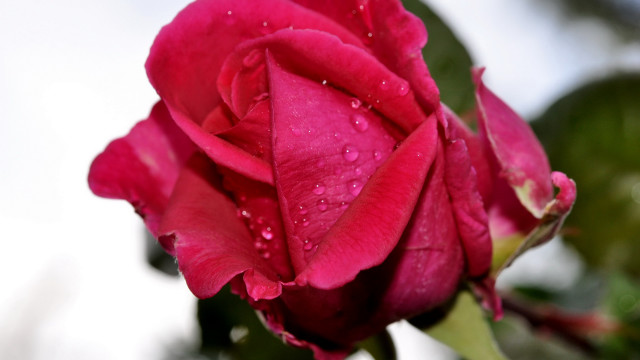 Pink rose water droplets macro #8 free wallpaper for desktop - medium preview image