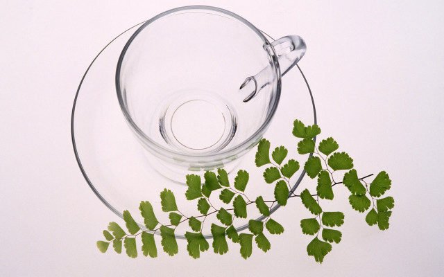 Glass bowl plant table ivy free wallpaper for desktop - medium preview image