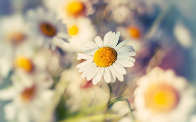 Flower closeup bokeh macro blurry free wallpaper for desktop - medium preview image