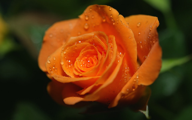 Yellow rose water droplets macro free wallpaper for desktop - medium preview image