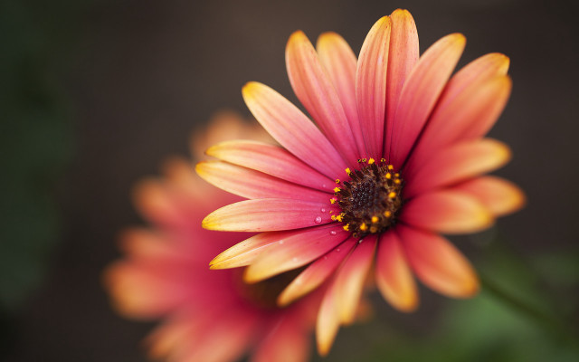 Flower daisy lily sunflower pink free wallpaper for desktop - medium preview image