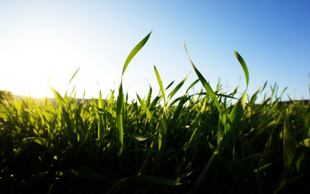 Sunshine grass blue sky clouds free wallpaper for desktop - medium preview image
