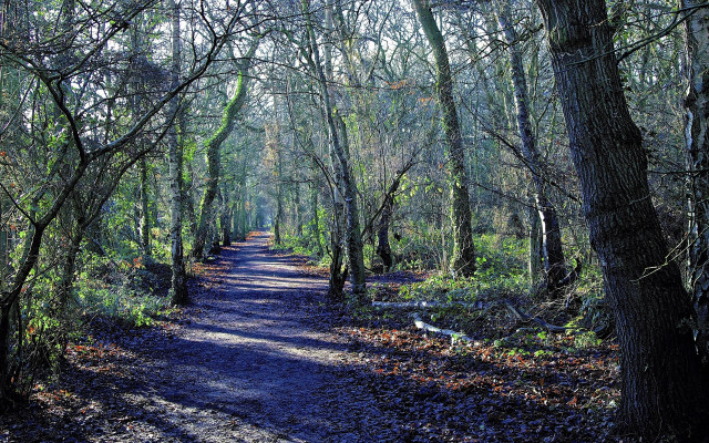 Dirt road trees leaves bench free wallpaper for desktop - medium preview image