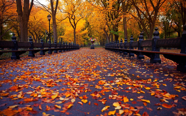 Park benches leaves trees autumn free wallpaper for desktop - medium preview image