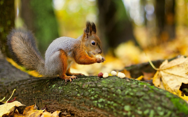 Squirrel eating nuts autumn woods free wallpaper for desktop - medium preview image