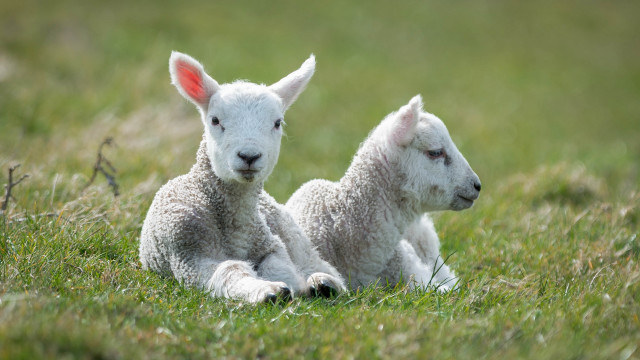 Lambs field nature blurry depth free wallpaper for desktop - medium preview image