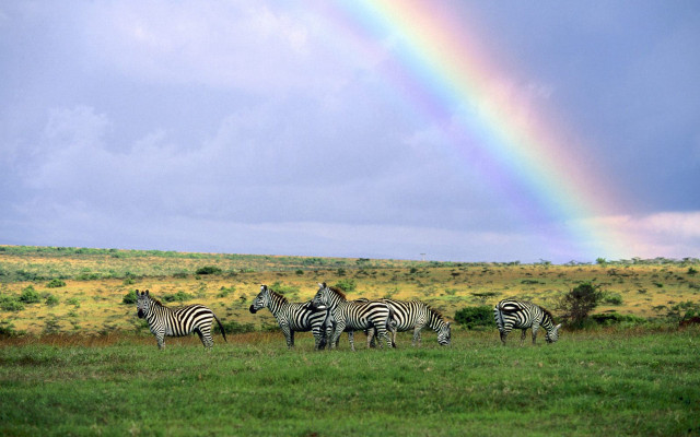 Rainbow zebras field forest mountains free wallpaper for desktop - medium preview image