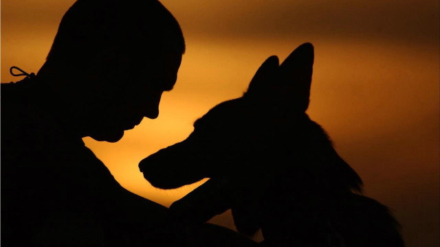 Silhouette dog lap sunset romantic free wallpaper for desktop - medium preview image