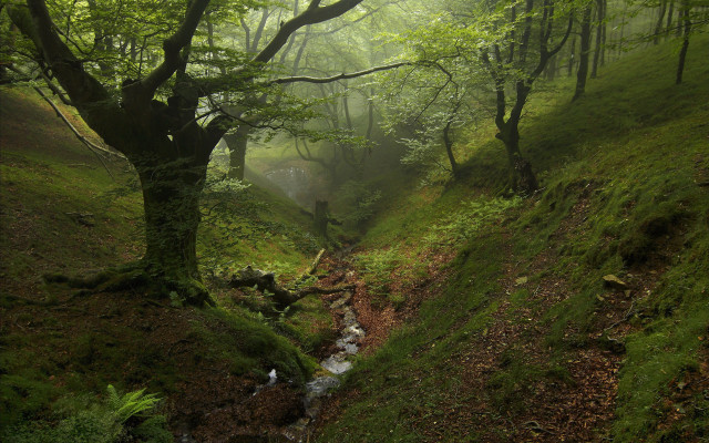 Lush forest stream hillside light free wallpaper for desktop - medium preview image