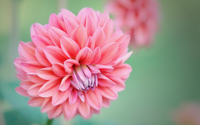Pink flower blooming macro nature free wallpaper for desktop - medium preview image