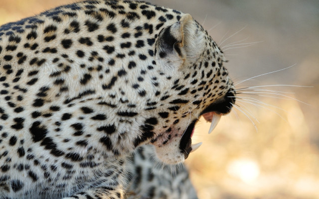 Leopard open mouth sharp claws #2 free wallpaper for desktop - medium preview image