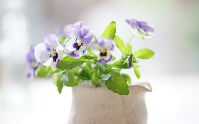 Small vase purple flowers blurry free wallpaper for desktop - medium preview image