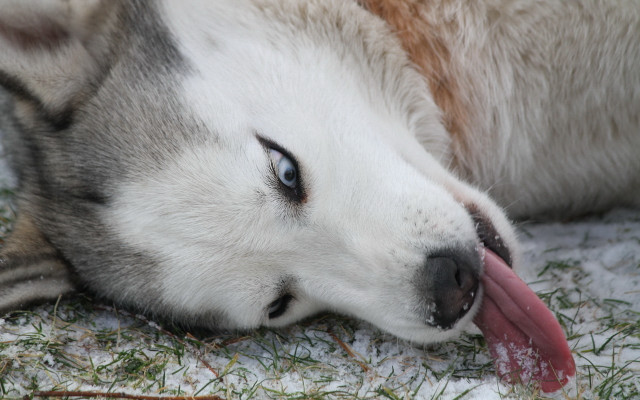 Dog laying outdoor furry flower free wallpaper for desktop - medium preview image